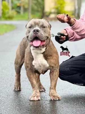 American Bully Puppies