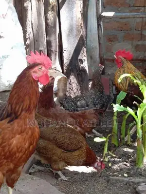 Chickens