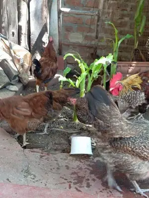 Chickens