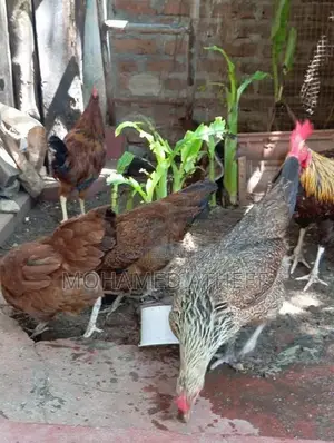 Chickens