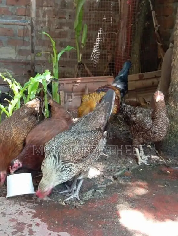 Chickens