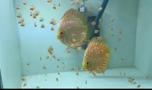 Discus babies ( Red checkerboard)
