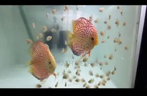 Discus babies ( Red checkerboard)