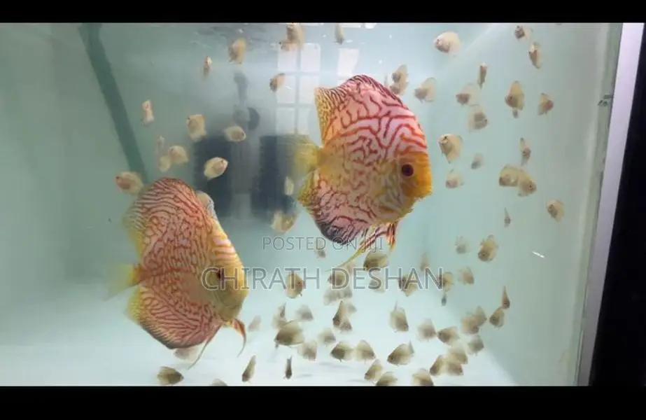 Discus babies ( Red checkerboard)