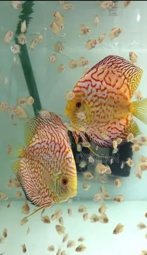 Discus babies ( Red checkerboard)