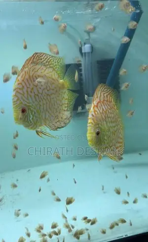 Discus babies ( Red checkerboard)