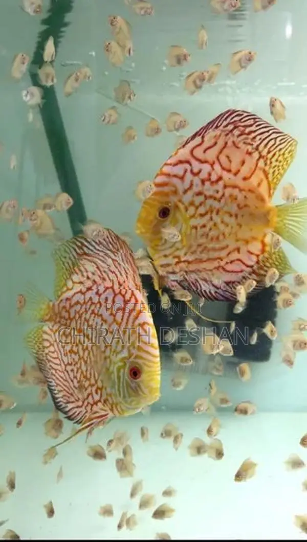 Discus babies ( Red checkerboard)