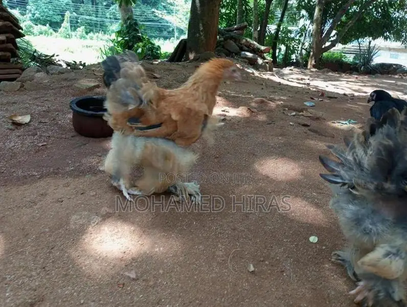 Brahma Hens