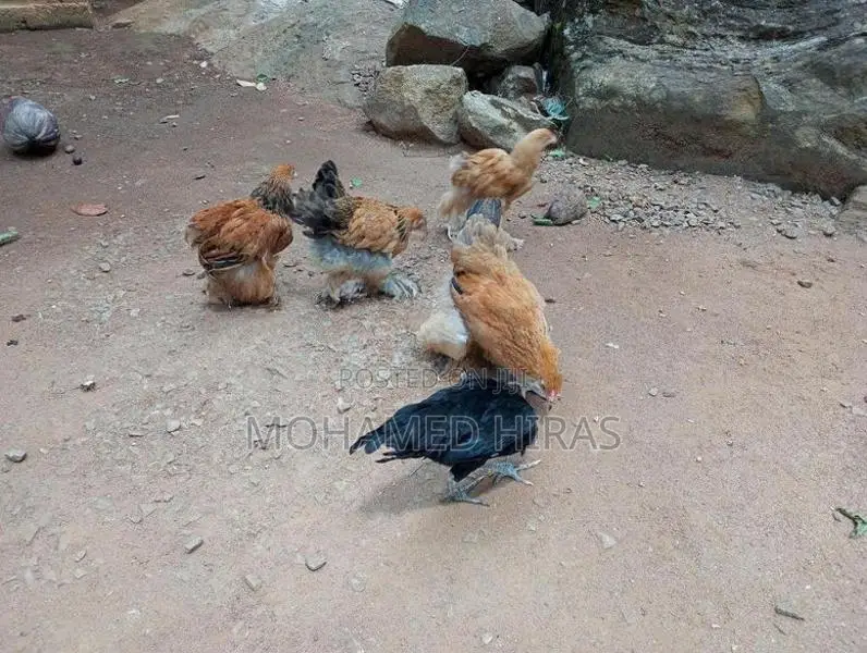 Brahma Hens