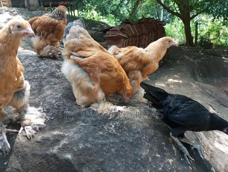 Brahma Hens