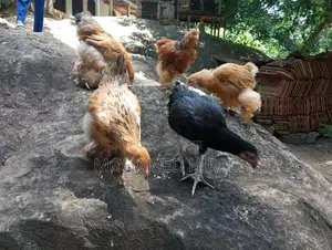 Brahma Hens