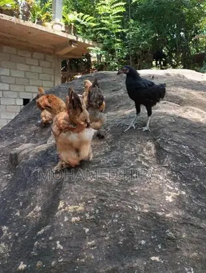 Brahma Hens
