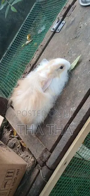 Angora Rabbits