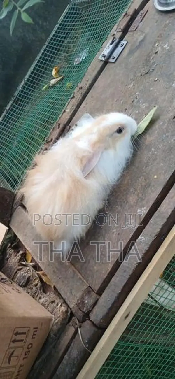 Angora Rabbits