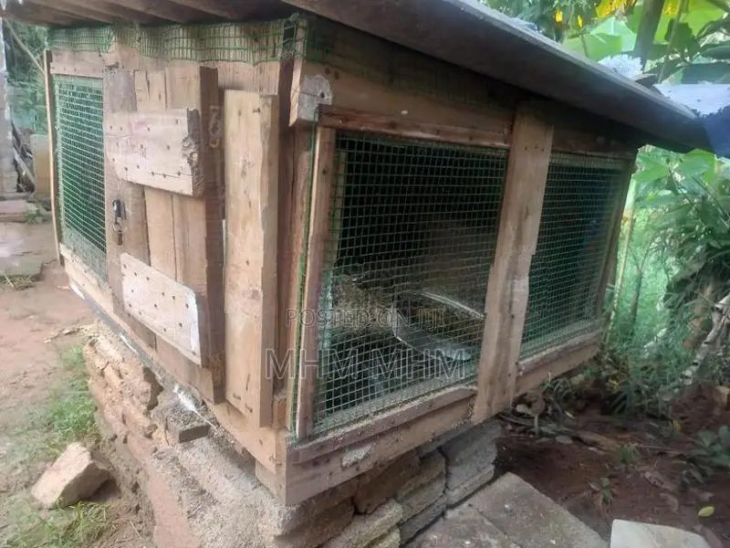 Cat Cage