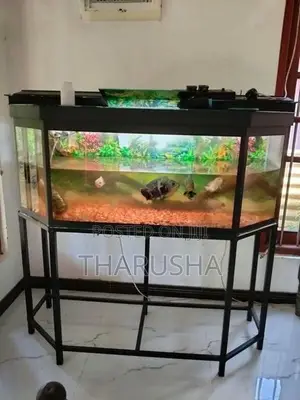 මාලු ටැංකිය
