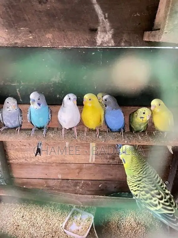 Love Birds