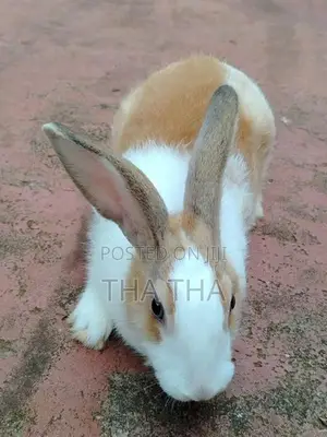 Angora Rabbits