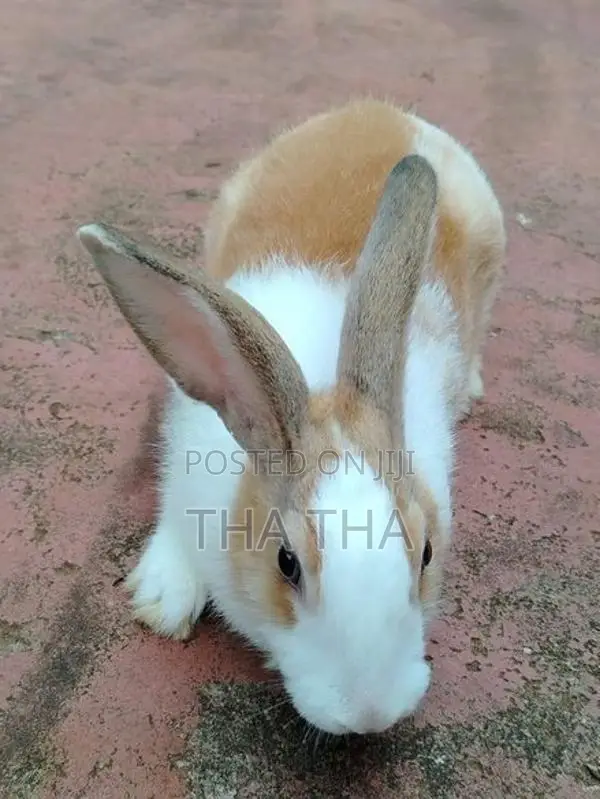 Angora Rabbits