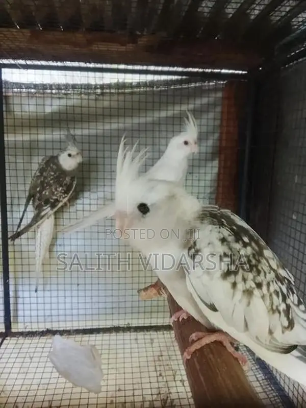 Cocktail Birds