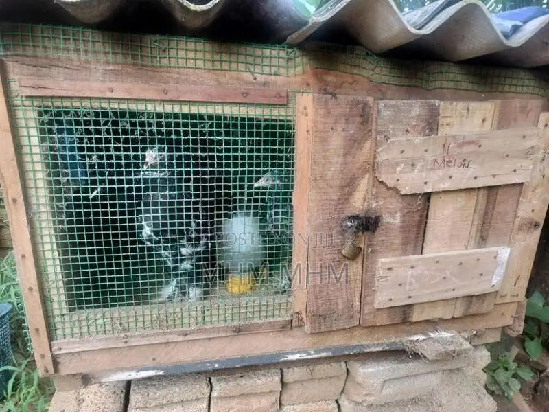 Cat Cage