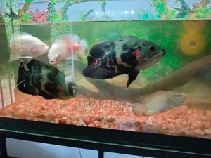 මාලු ටැංකිය