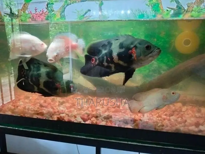 මාලු ටැංකිය