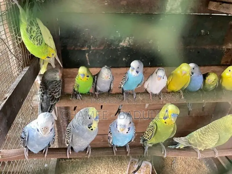 Love Birds