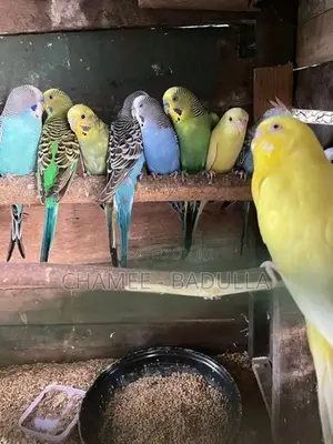 Love Birds
