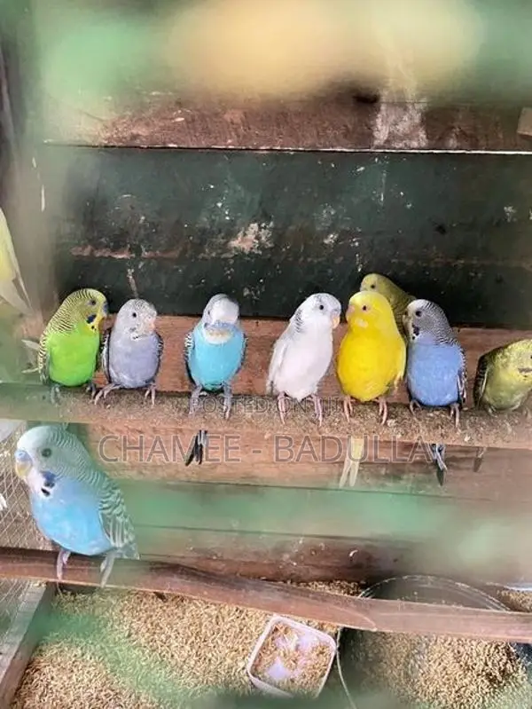Love Birds