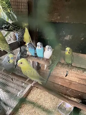 Love Birds