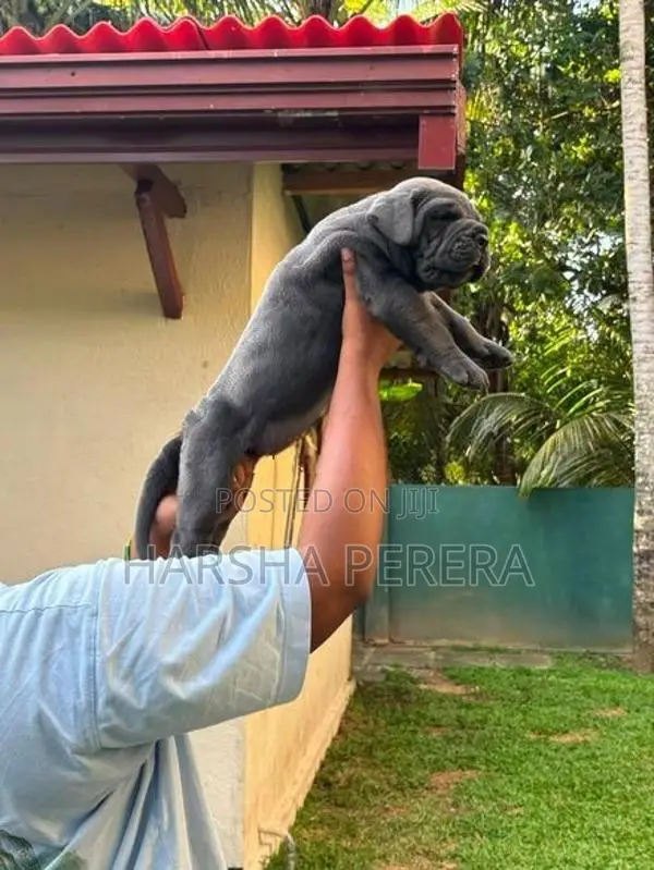 Cane Corso Puppy