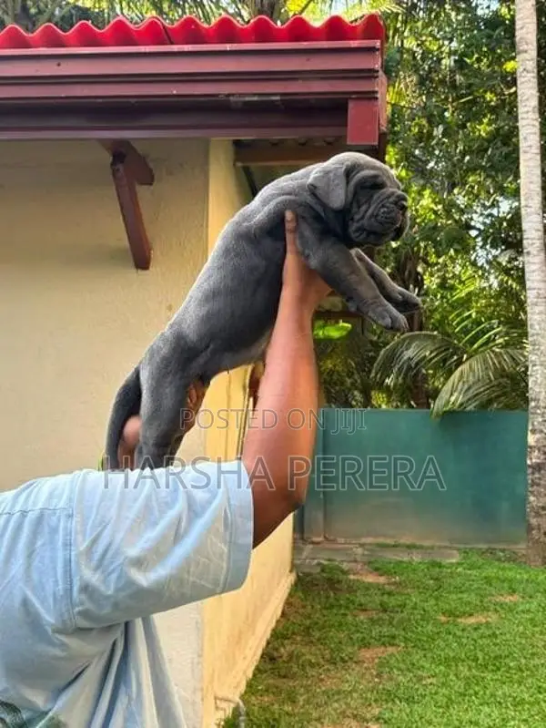 Cane Corso Puppy