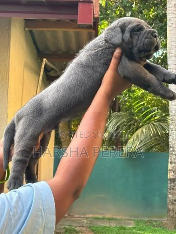 Cane Corso Puppy