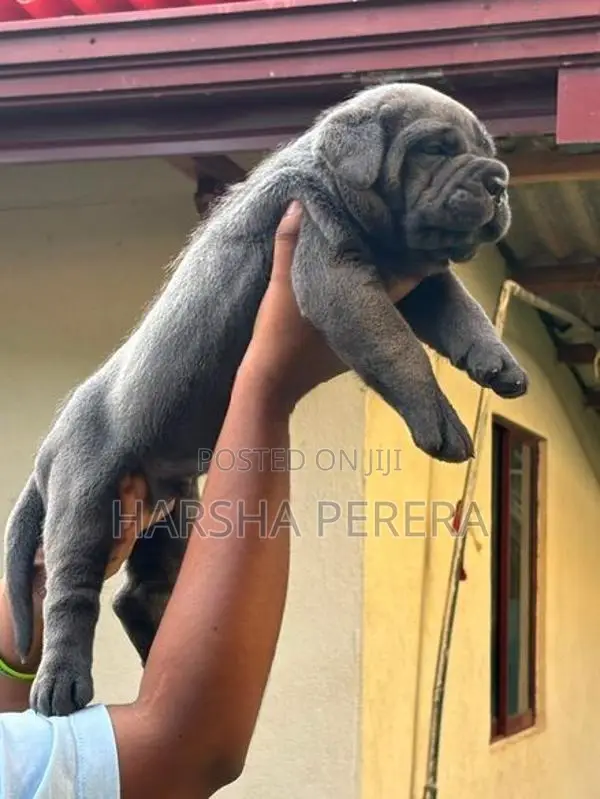 Cane Corso Puppy
