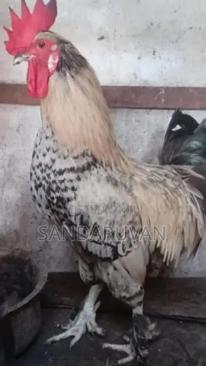 Farm Chickens