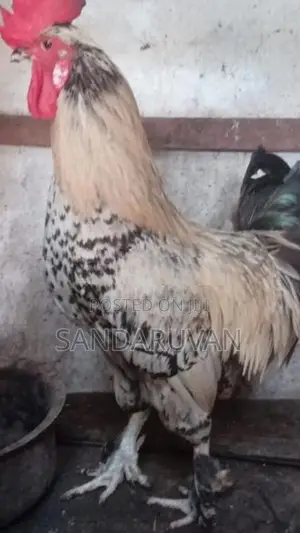 Farm Chickens