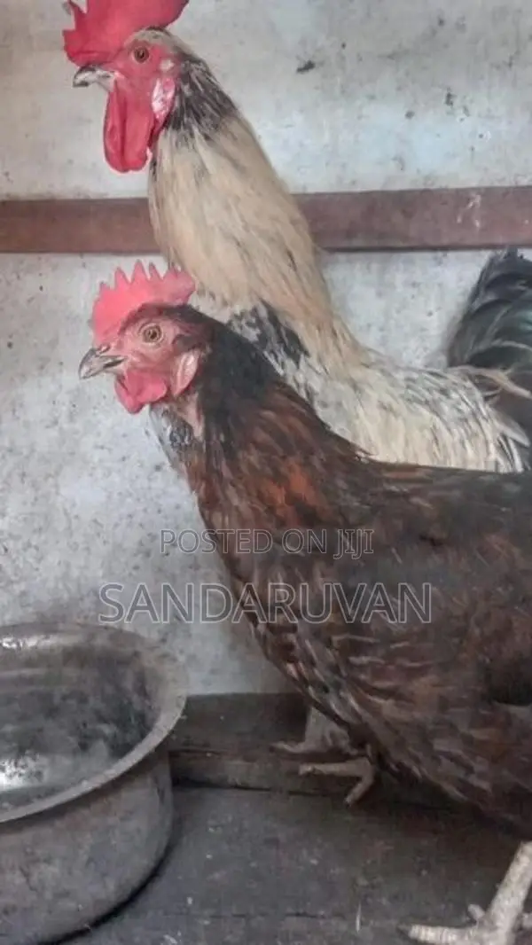 Farm Chickens