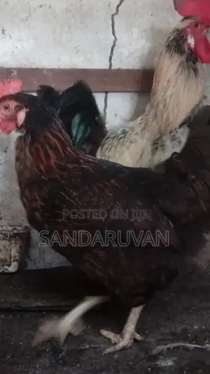 Farm Chickens