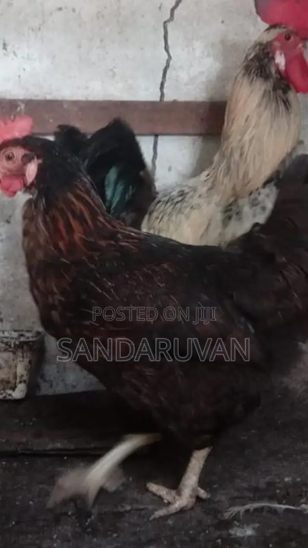 Farm Chickens