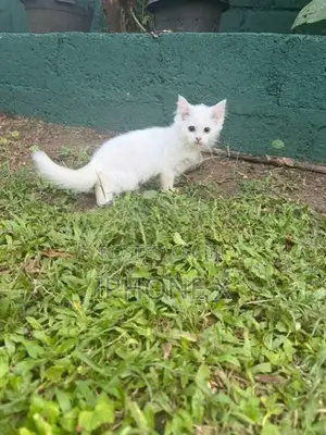 Persian Cat