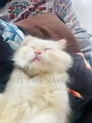 White Persian Cat