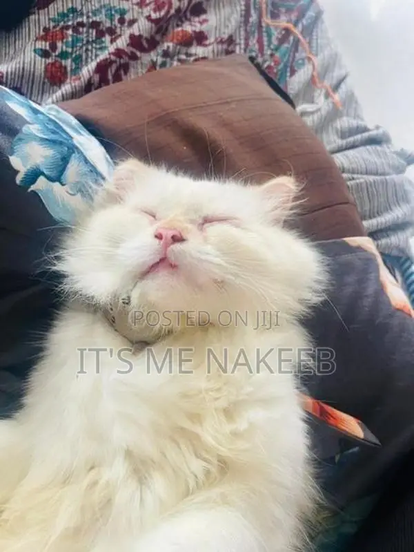 White Persian Cat
