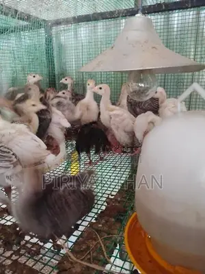 Turkey Chicken