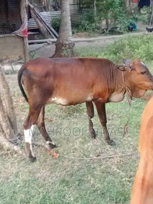 Farm Cow