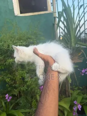 Persian Cat