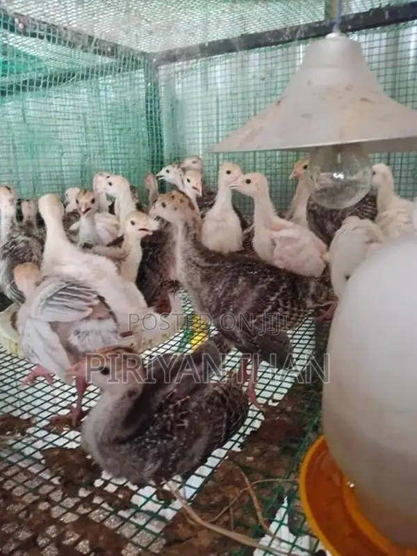 Turkey Chicken