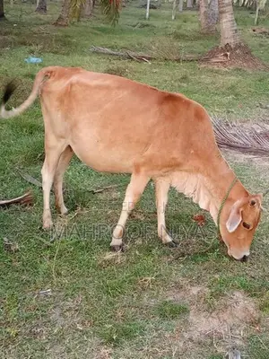Farm Cow