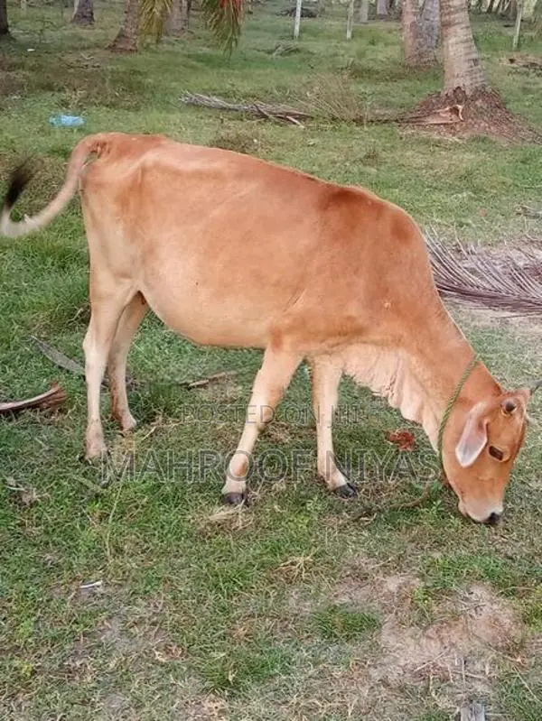 Farm Cow