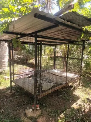 Dog Cage